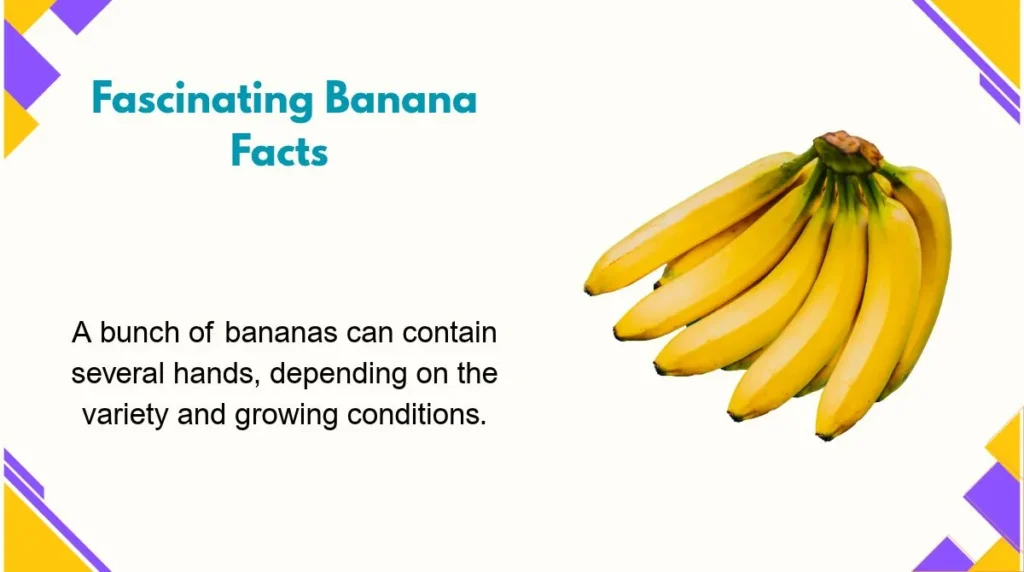 Fascinating Banana Facts