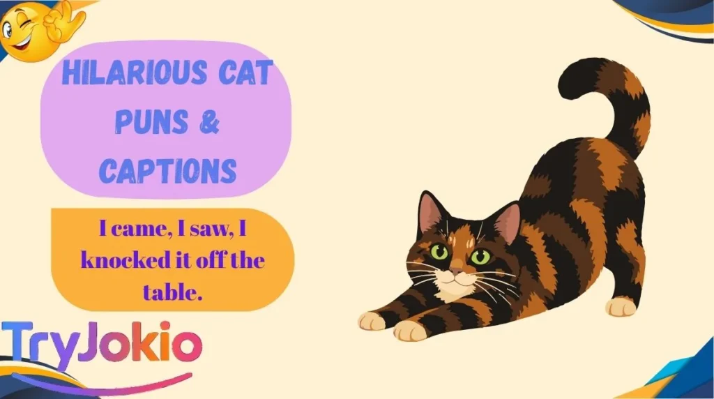 Hilarious Cat Puns & Captions