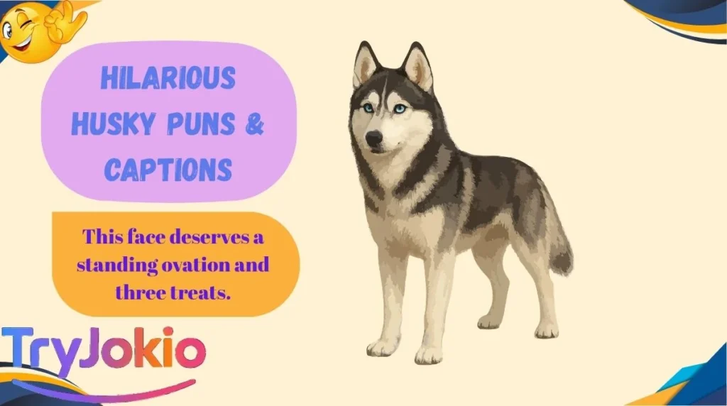 Hilarious Husky Puns & Captions